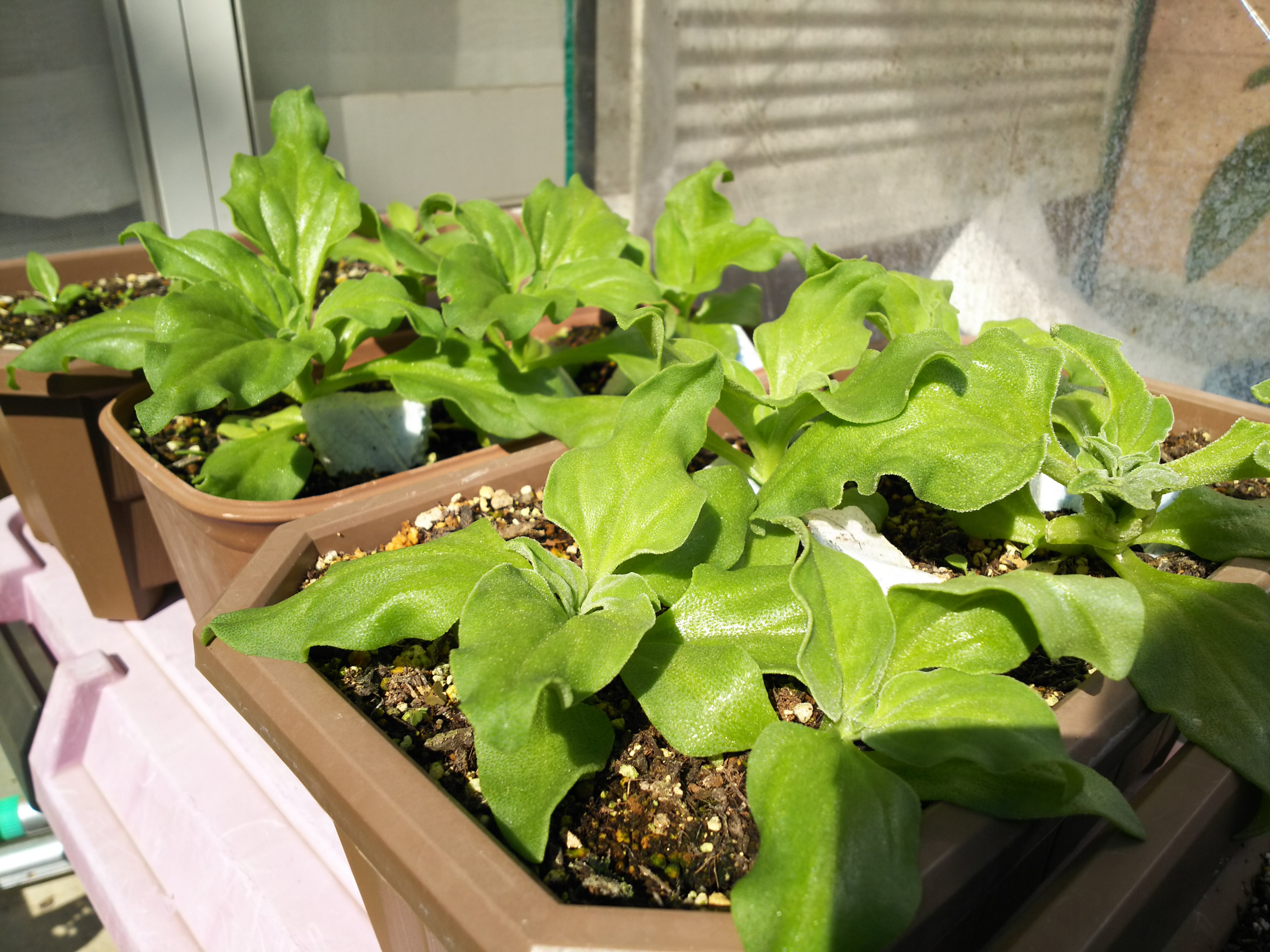 アイスプラントを種から育てる プランター栽培